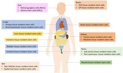 Application of low-intensity pulsed ultrasound on tissue resident stem cells: Potential for ophthalmic diseases